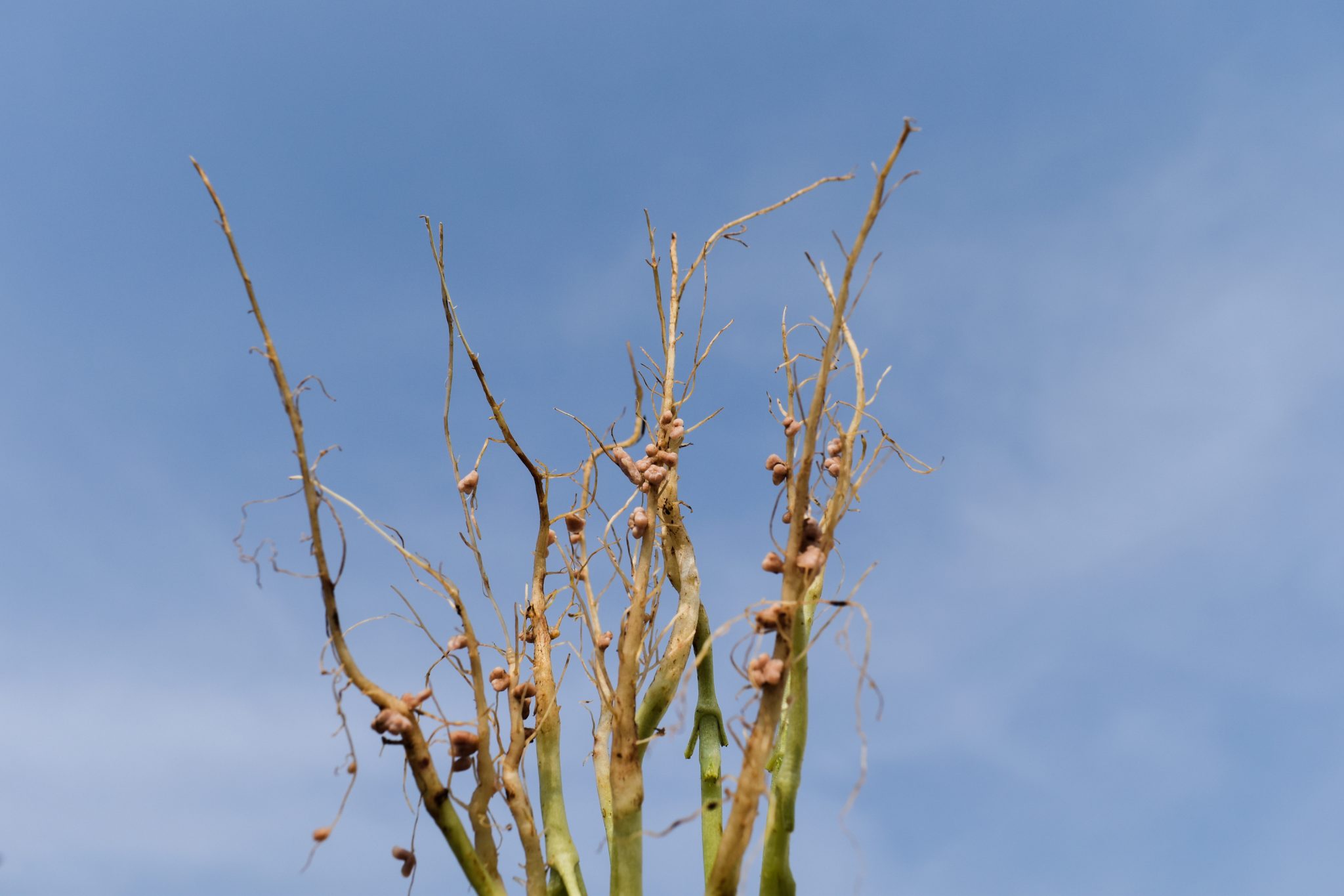 Everything You Need To Know About Nitrogen Fixing Plants