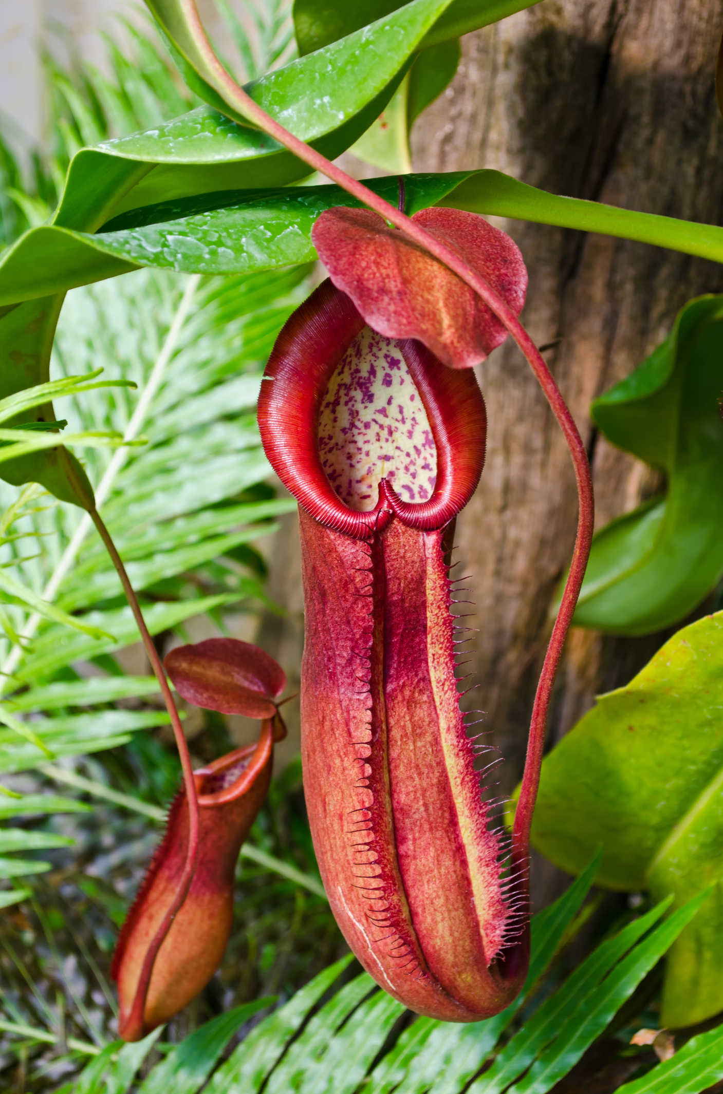 Pitcher Plant
