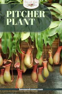 Plant Guide: Pitcher Plant ~ Bees And Roses