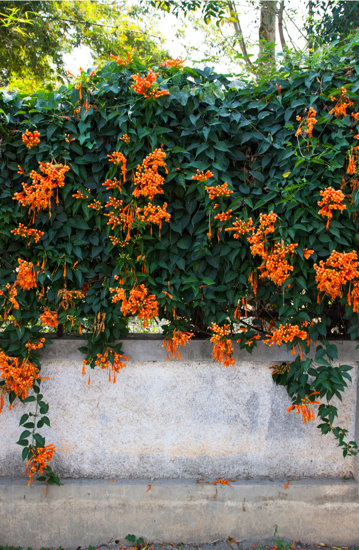 Climbing Flowering Vines Perennials, Fast, Shade, Trellis, Sun Plant