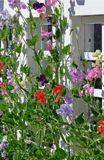 Climbing Flowering Vines: Perennials, Fast, Shade, Trellis, Sun - Plant ...