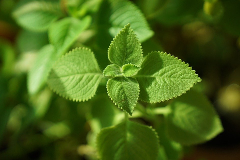 Cuban Oregano – Everything That You Must Know About It — Bees and Roses ...